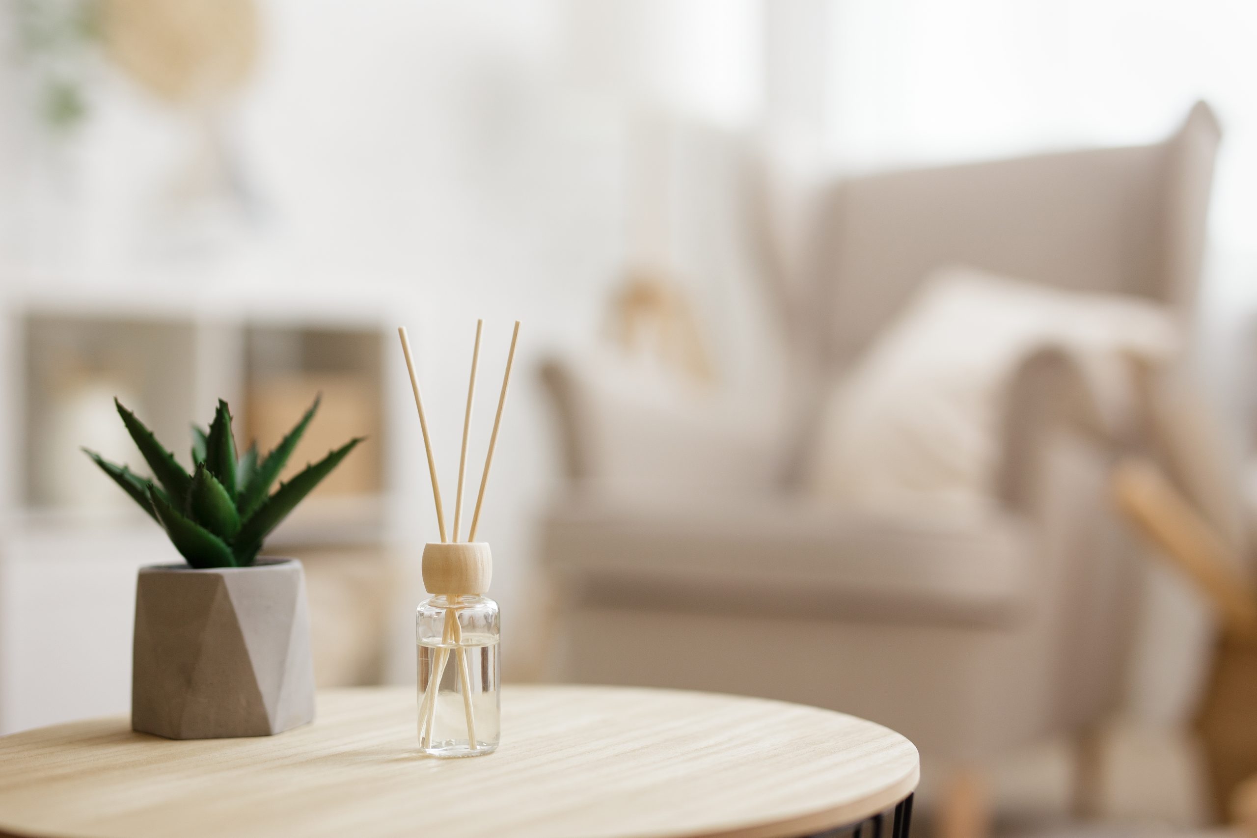 Close,Up,Of,Reed,Diffuser,And,House,Plant,Aloe,Vera