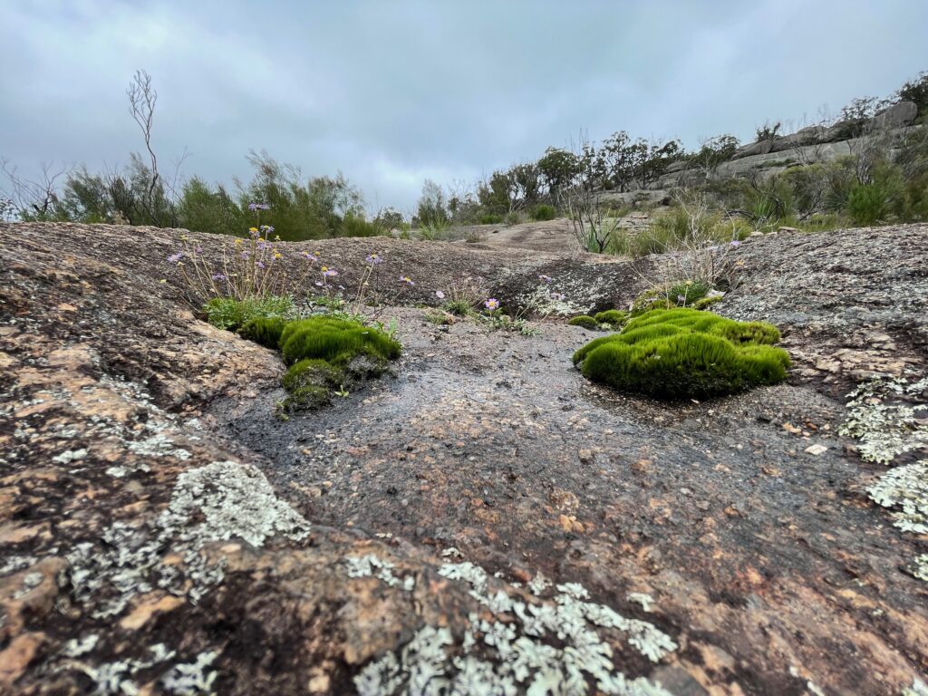 Moss growing on weathered granite after rain