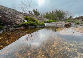 Moss and reflections in a still pool on granite