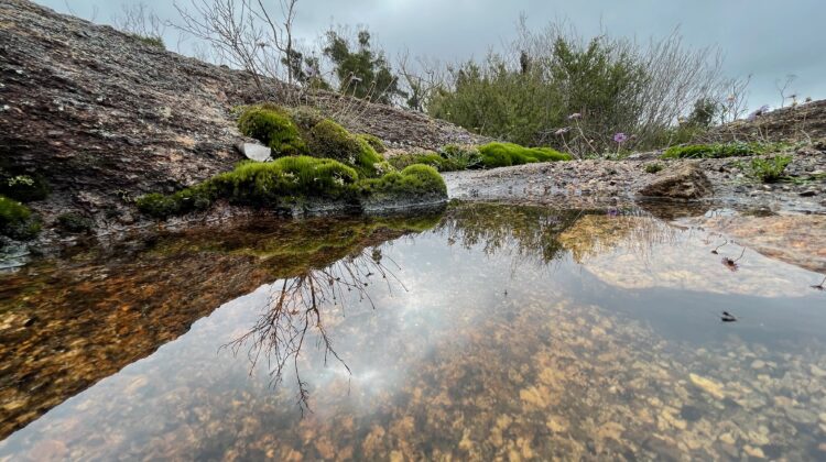 Moss and reflections in a still pool on granite