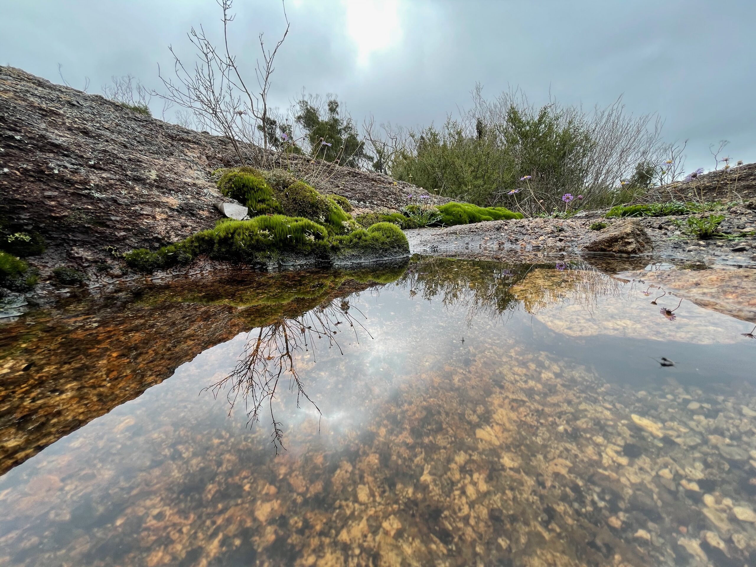 Moss and reflections in a still pool on granite